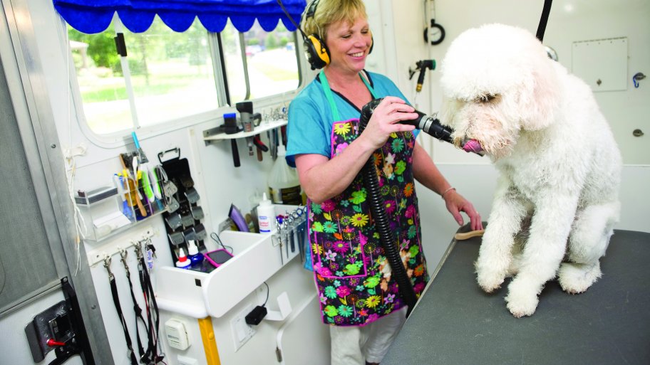 a dog being groomed